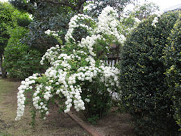 小手毬の花